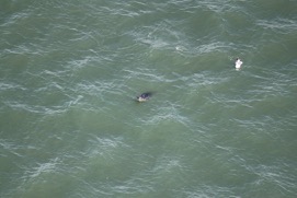 Missing Picture